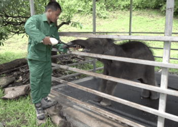 Journey of Karma Raygel, rescued elephant calf thrives under care in Jomotshangkha